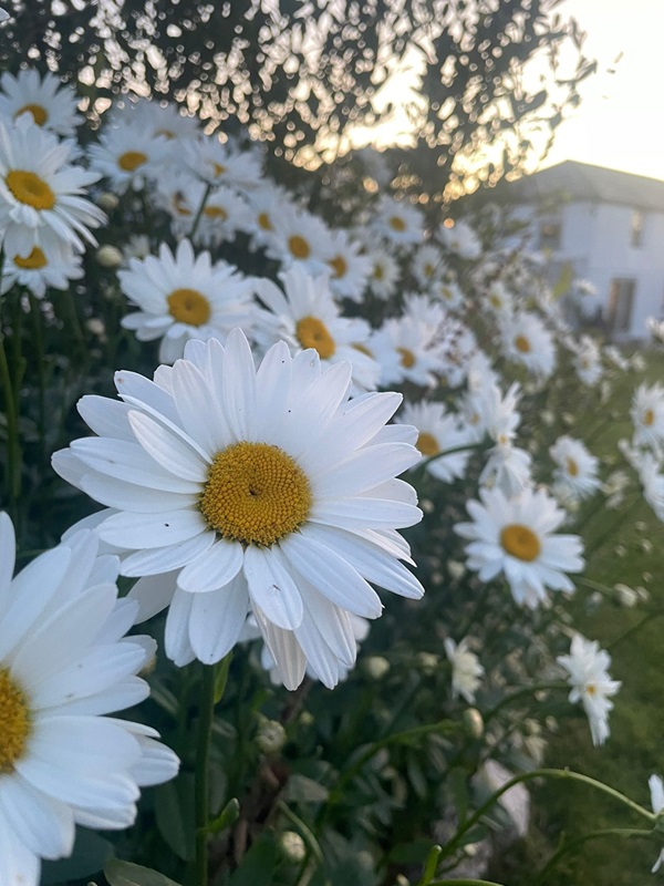 Flowers Photo from Shepherds Hut